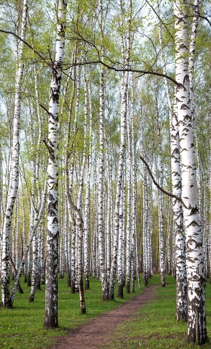 Fototapeta Droga w lesie brzozy z pierwszych wieczorem wiosennych zieleni