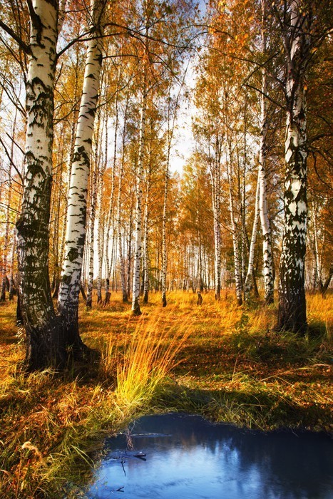 Fototapeta Brzozowy las w pobliżu staw