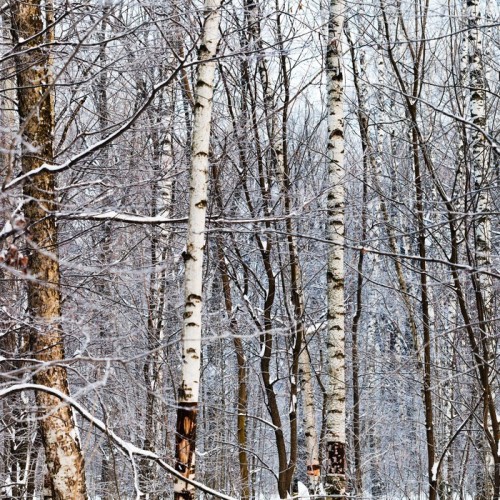Fototapeta Pni brzozy w zimowym lesie