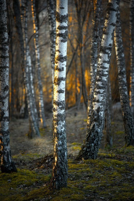 Fototapeta Brzozy o zachodzie słońca