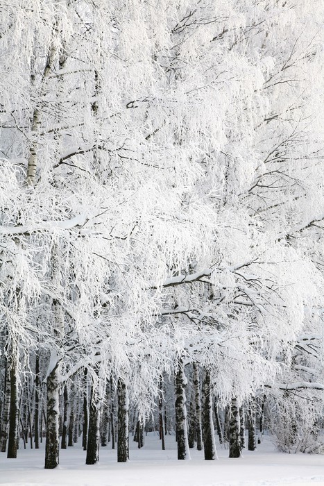 Fototapeta Rosyjska zima w Birch Grove