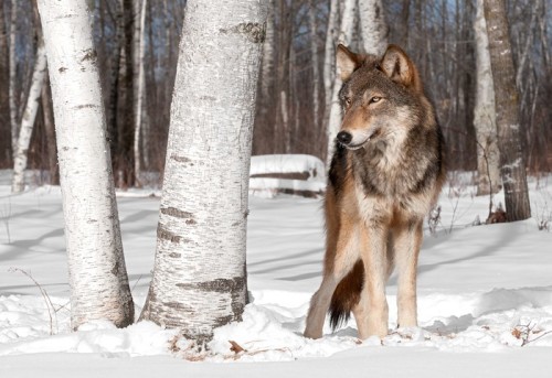 Fototapeta Grey Wolf (Canis lupus) stoi w Treeline z Birch Tree