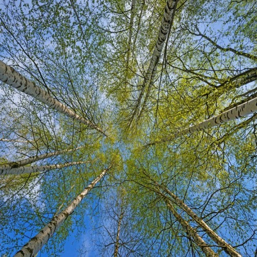 Fototapeta Brzozy, wiosna