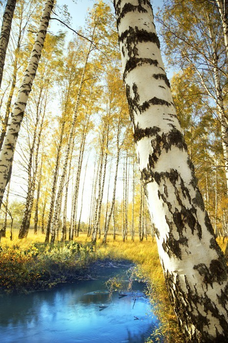 Fototapeta Brzozowy las w pobliżu staw