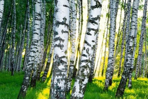 Fototapeta Las brzozowy