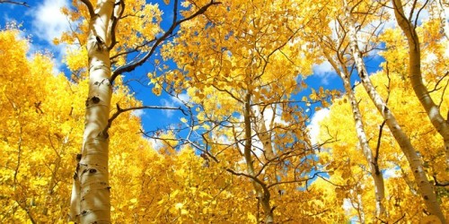Fototapeta Jesień Korony wspaniałym żółtym Aspen drzewa Leafs jesienią w th