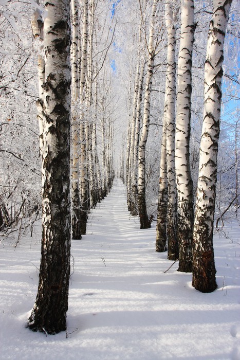 Fototapeta Birch zima zaułek. Dwa rzędy drzew.