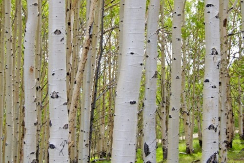 Fototapeta Szczeka brzozowego drzewa, Dixie Nat Forest, Scenic Byway 12, Utah