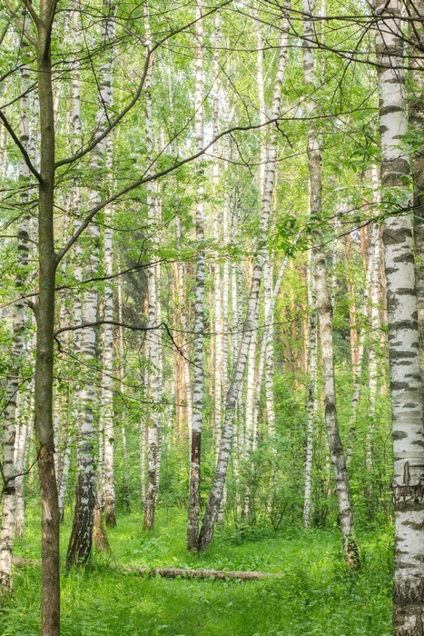 Fototapeta Słoneczny dzień w lesie
