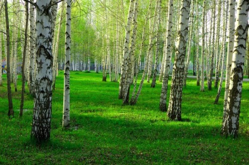 Fototapeta Brzozowy las z długimi cieniami