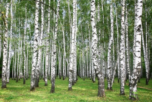 Fototapeta Brzozy w słoneczny dzień jesieni