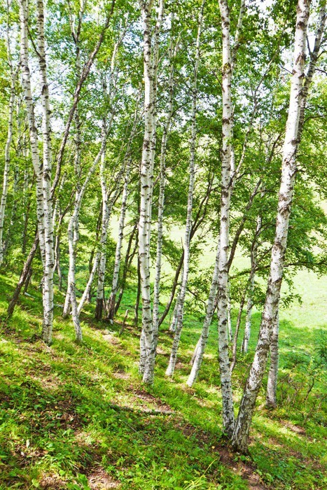Fototapeta Biały krajobraz brzozowy las