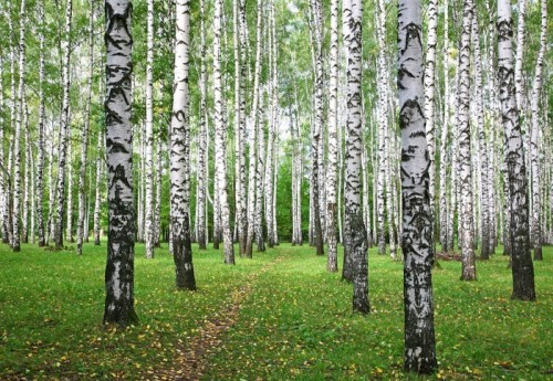 Fototapeta Ścieżki w jesiennej Burch gaju z pierwszych żółtych liści