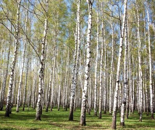 Fototapeta Brzozy Wiosna