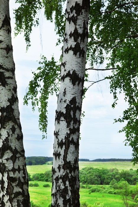 Fototapeta Las brzozowy