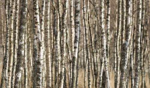 Fototapeta Brzozowy