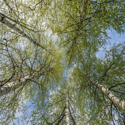 Fototapeta Brzozy, wiosna