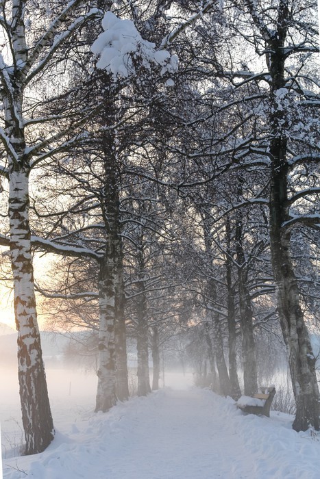 Fototapeta Brzoza III Ścieżka śnieżna