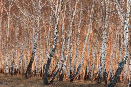 Fototapeta Brzozy w słońcu wiosny