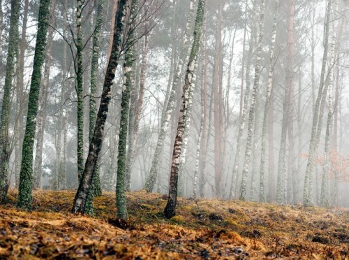 Fototapeta Brzoza drzew wczesną wiosną