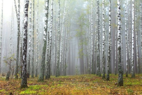 Fototapeta Gaj brzozy i suchej trawy na początku jesieni
