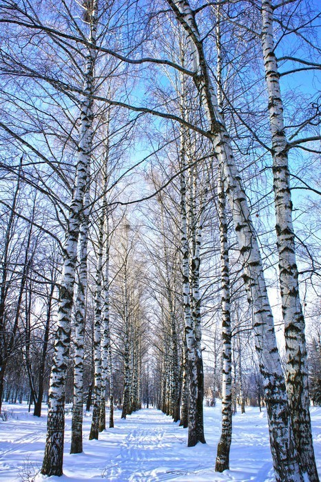 Fototapeta Winter park, krajobraz z brzozy z krytymi oddziałów śniegu