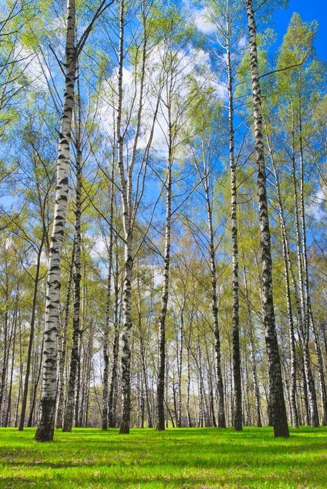 Fototapeta Wiosna biirchwood