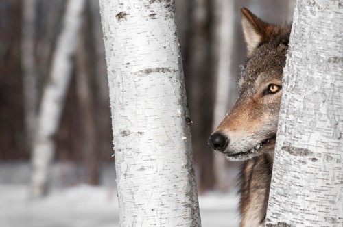 Fototapeta Grey Wolf (Canis lupus) Między Brzozy