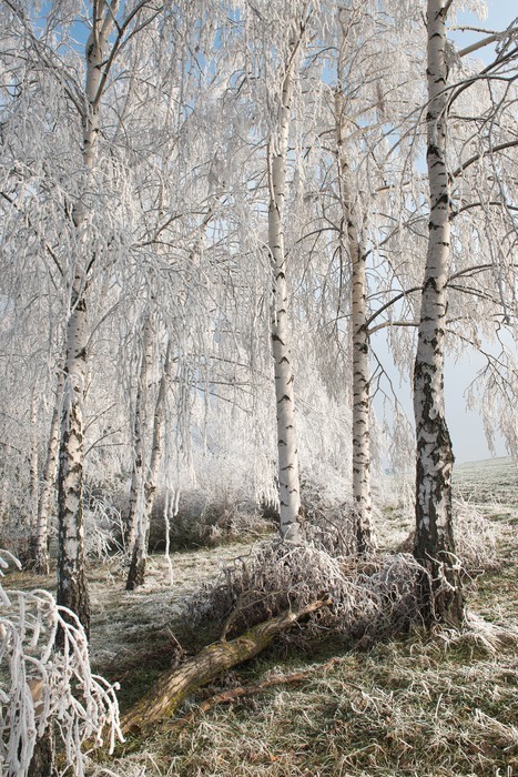 Fototapeta Krajobraz z ośnieżonych drzew