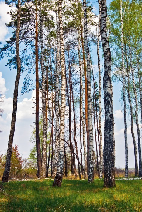 Fototapeta Brzozy, wiosna