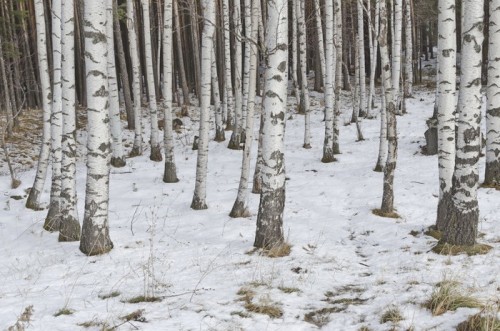 Fototapeta Brzozowy las w górach zima Witosza, Bułgaria