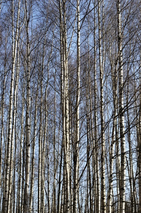 Fototapeta Pnie drzew brzozy w Spring Grove