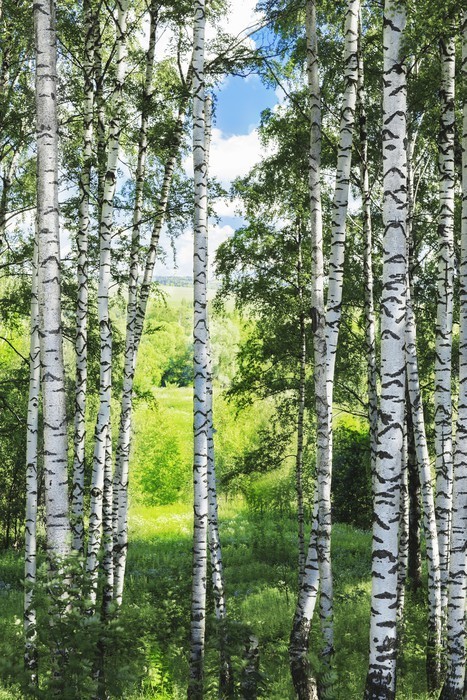 Fototapeta Las brzozowy