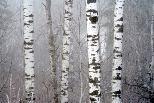 Fototapeta Zimowe brzozy