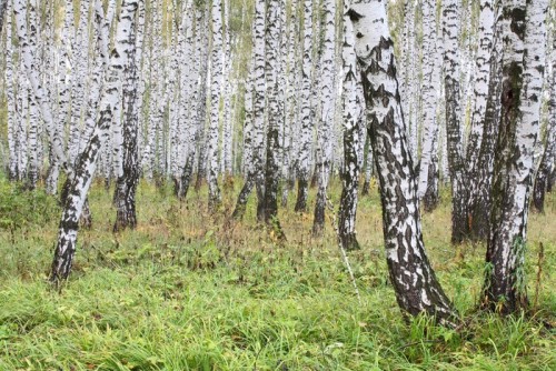 Fototapeta Drewna brzozowego Lato