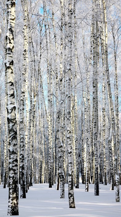 Fototapeta Zima birchwood