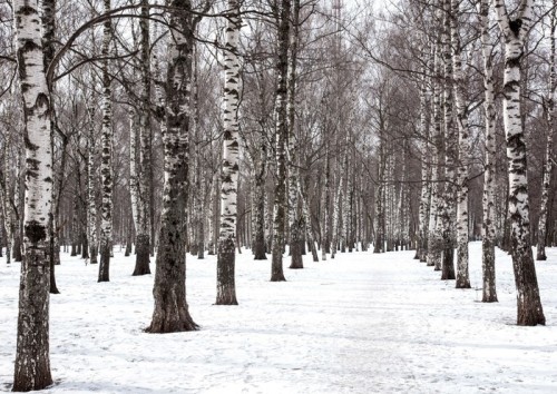 Fototapeta Park miejski marca Wiosna