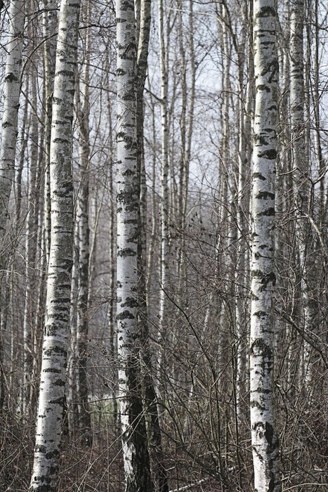 Fototapeta Brzozowy las