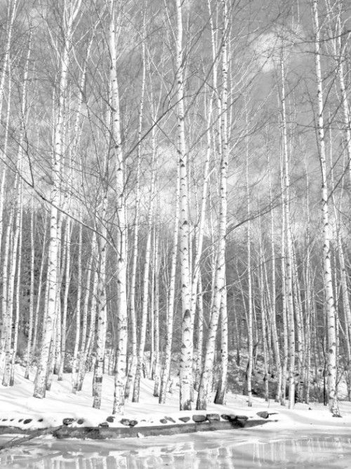 Fototapeta Drewno brzozowe w śniegu