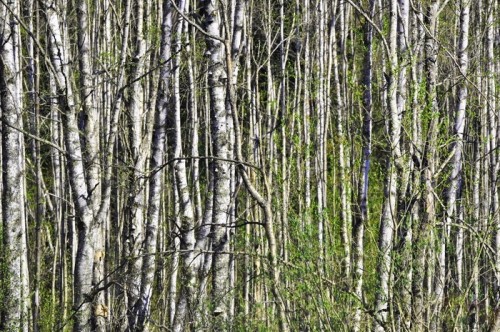 Fototapeta Gęsty las z drewna brzozowego w okresie wiosennym