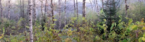 Fototapeta Panorama w lesie