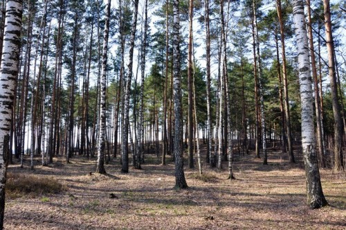 Fototapeta Brzozowy Gaj