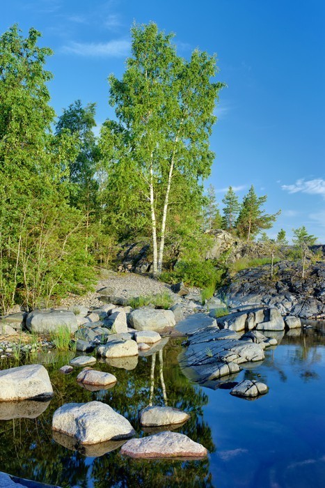 Fototapeta Brzoza na kamienistym brzegu jeziora Ładoga, Karelia, Rosja