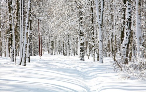 Fototapeta Piękne Grove Brzoza w kwietniu