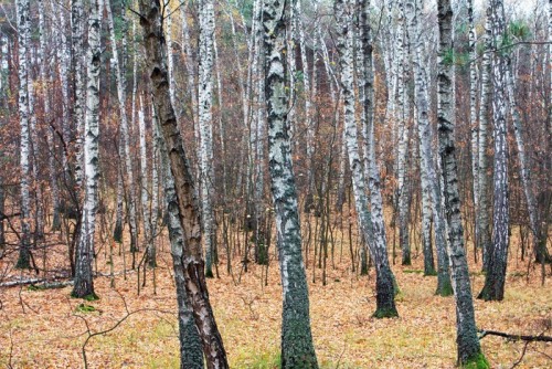 Fototapeta Forest jest brzoza jesienią