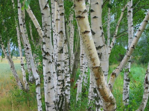 Fototapeta Brzozowy