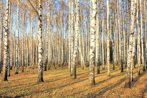 Fototapeta Brzozowy gaj w październiku