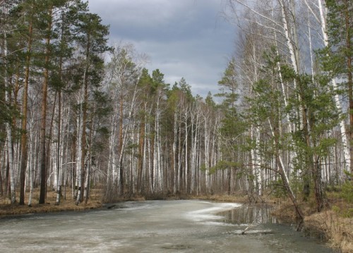 Fototapeta Rosyjski las