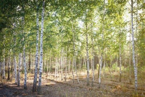 Fototapeta Brzozowego o zachodzie słońca świeci słońce