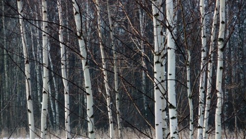 Fototapeta Brzozowy Gaj
